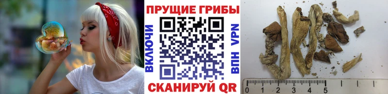 Галлюциногенные грибы прущие грибы  Кинешма 
